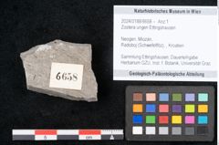 Foto (Objekt + Etikett) von Zostera ungeri Ettingshausen (NHMW-GEO-2024-0188-6658)